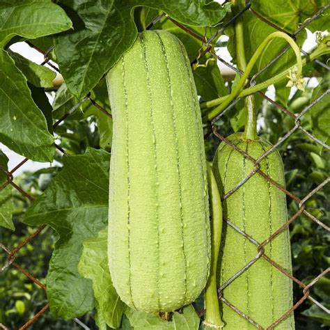 Luffa synonym